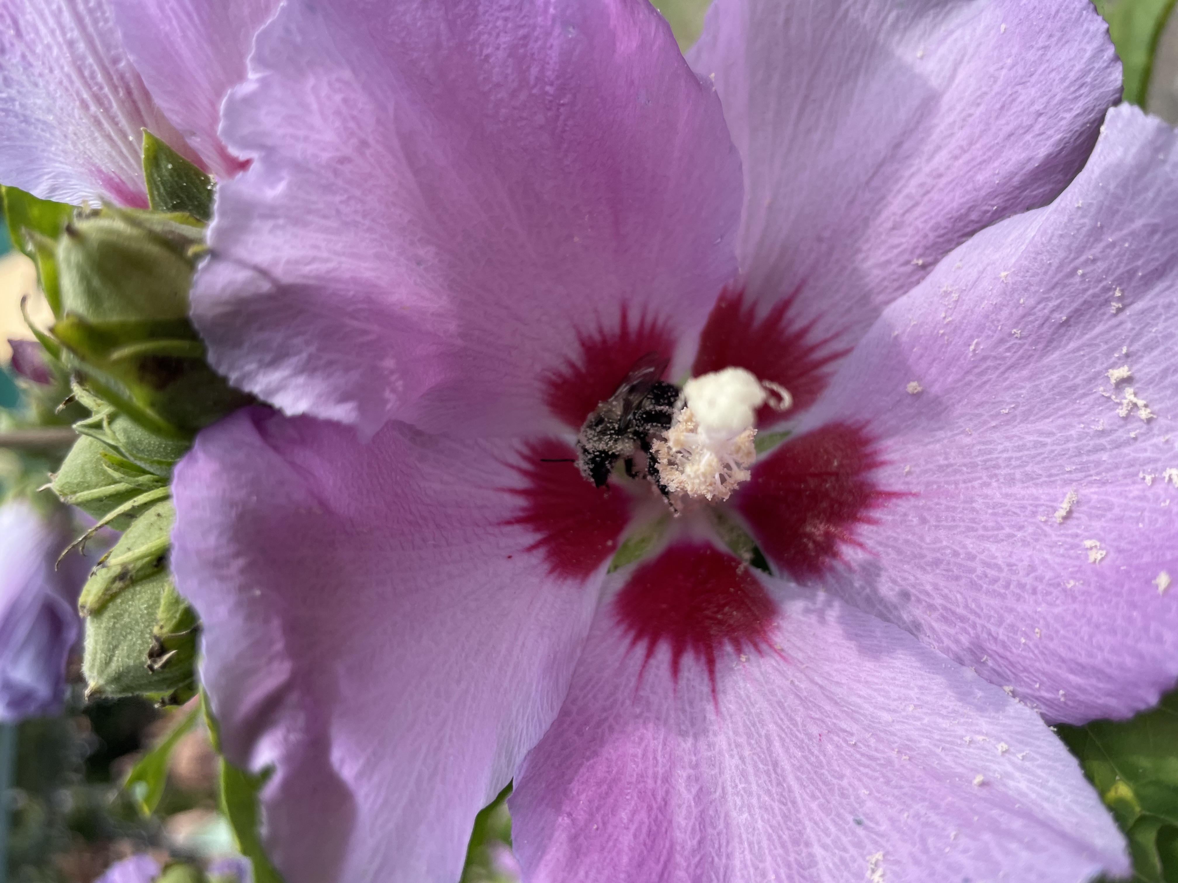 A picture of a bee in a flower