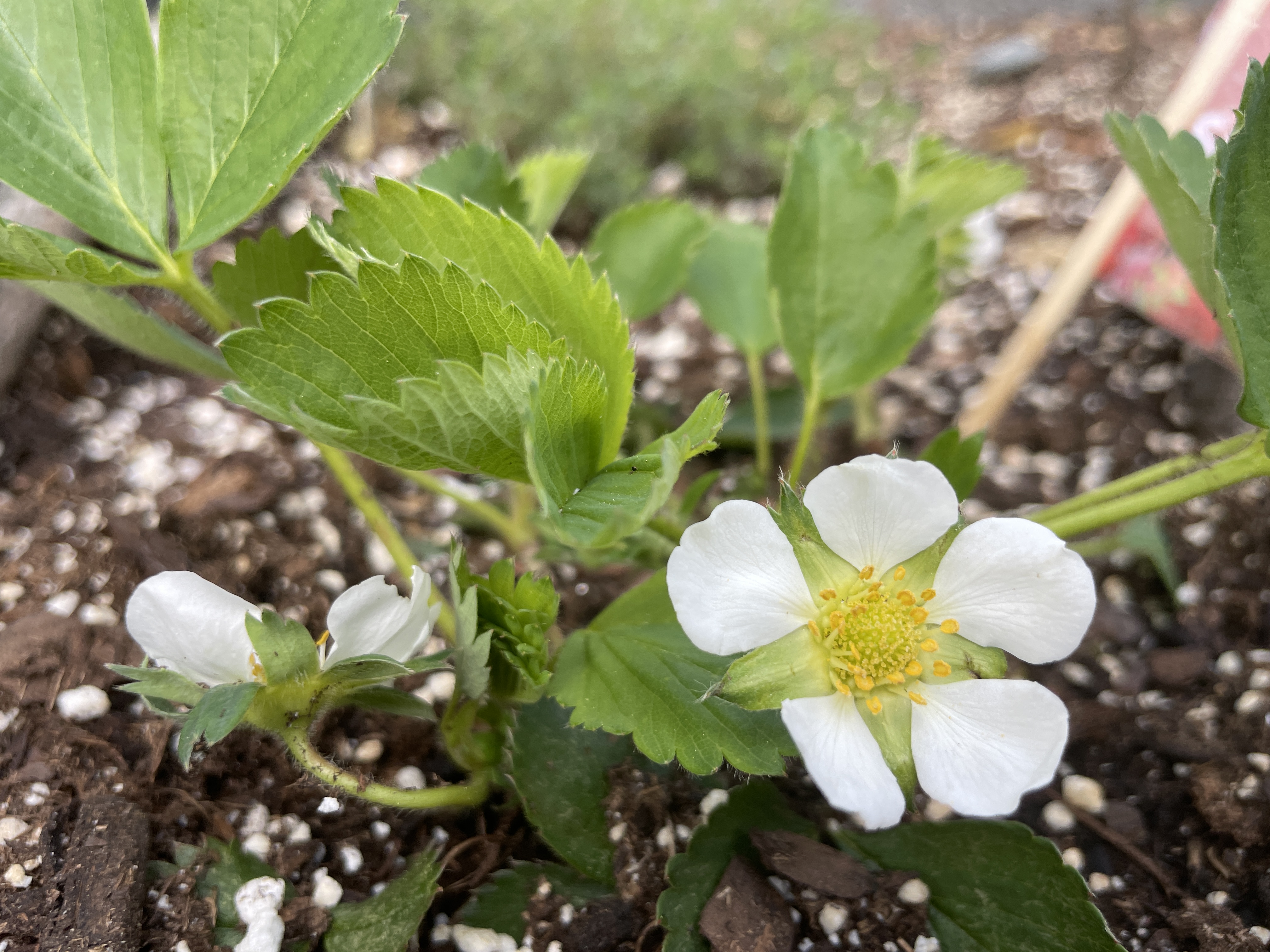 Picture of a Strawberry Plant in the Raised Bed at Crestwood Library
