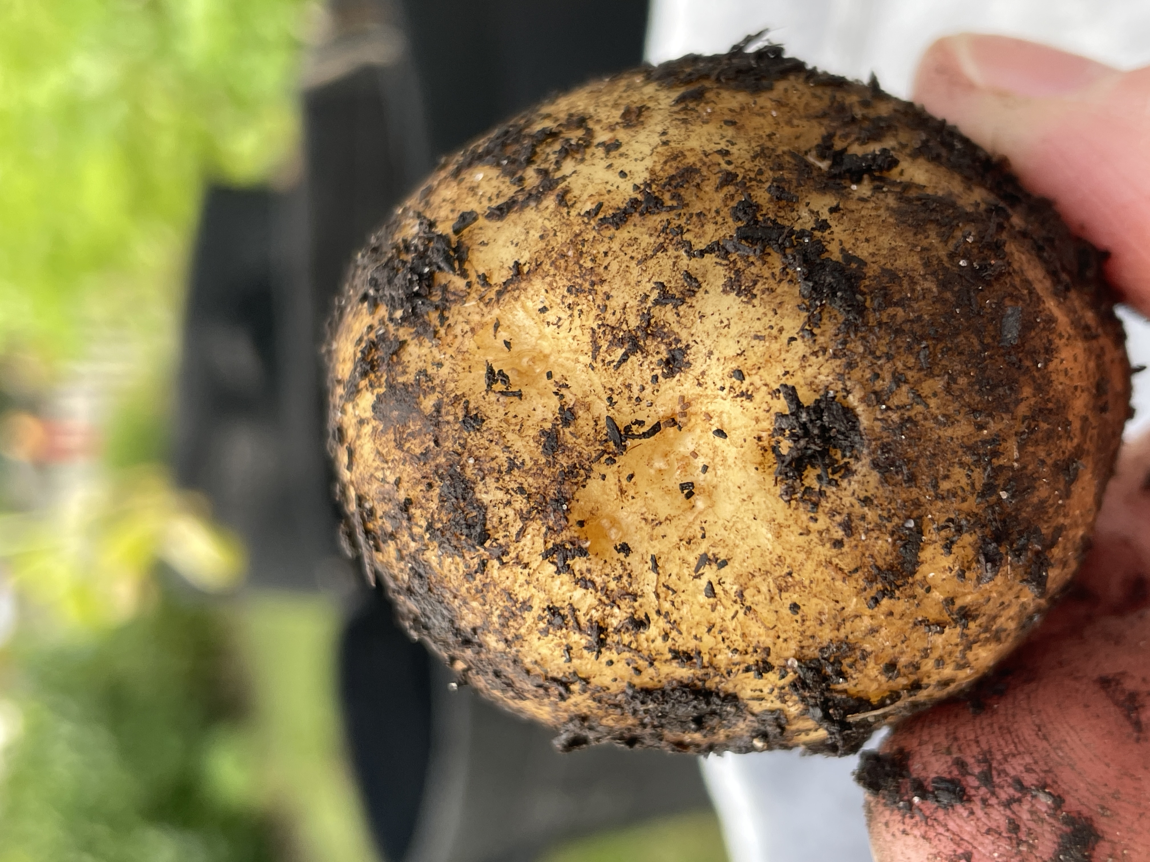 Image of a potato 