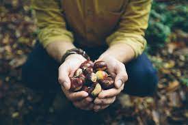 Image of a person holding foraged chestnuts
