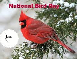 National Bird Day January 5 with a Cardinal on a snowy evergreen branch