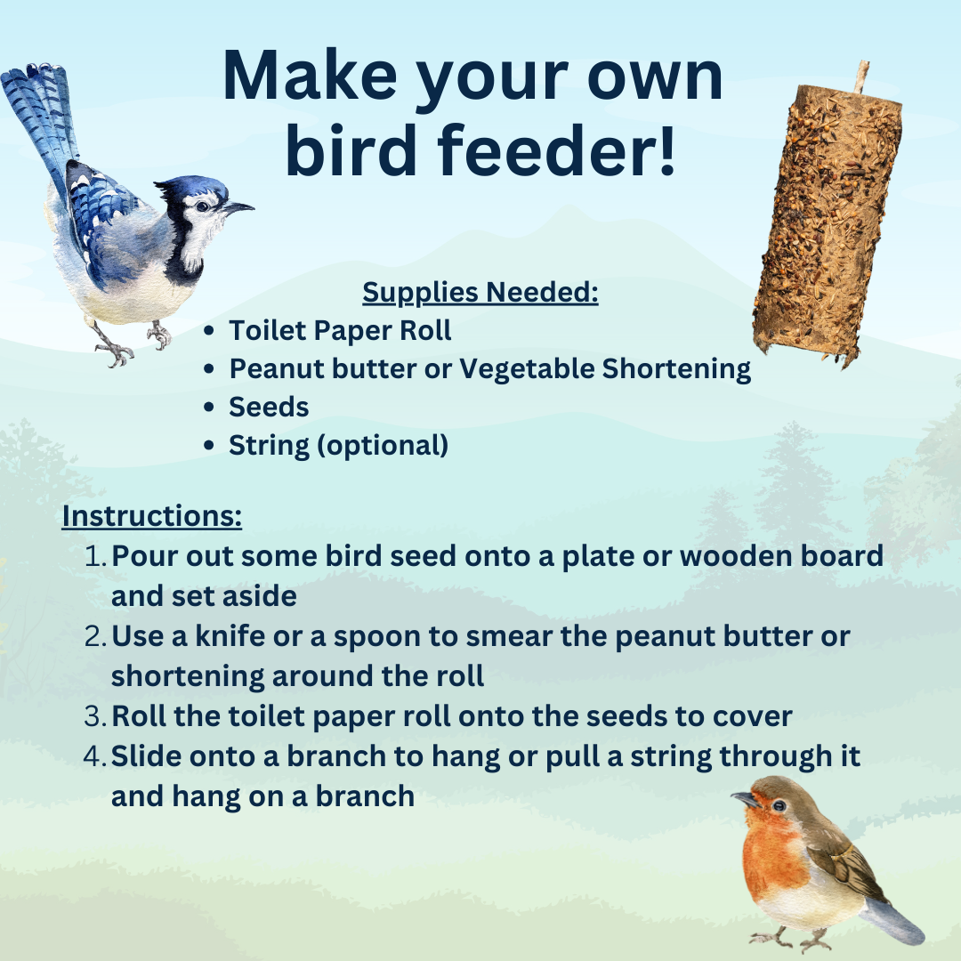 Make your own bird feeder with a toilet paper roll.
