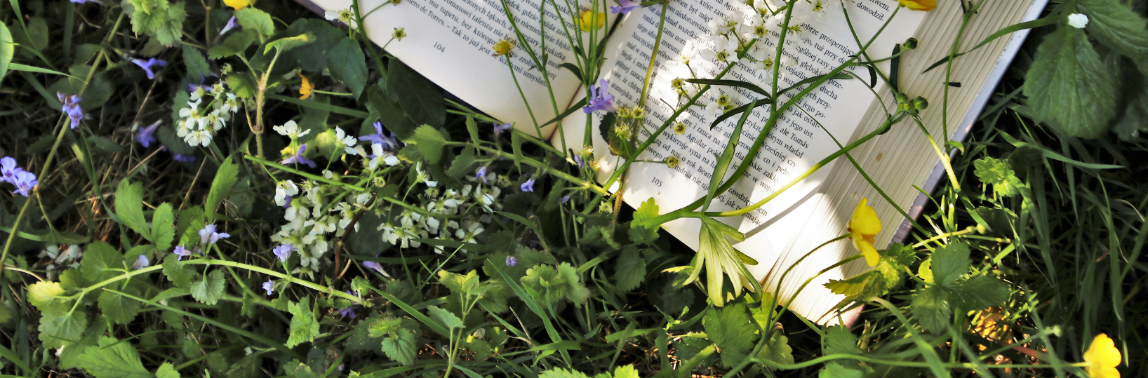 book in field of wildflowers