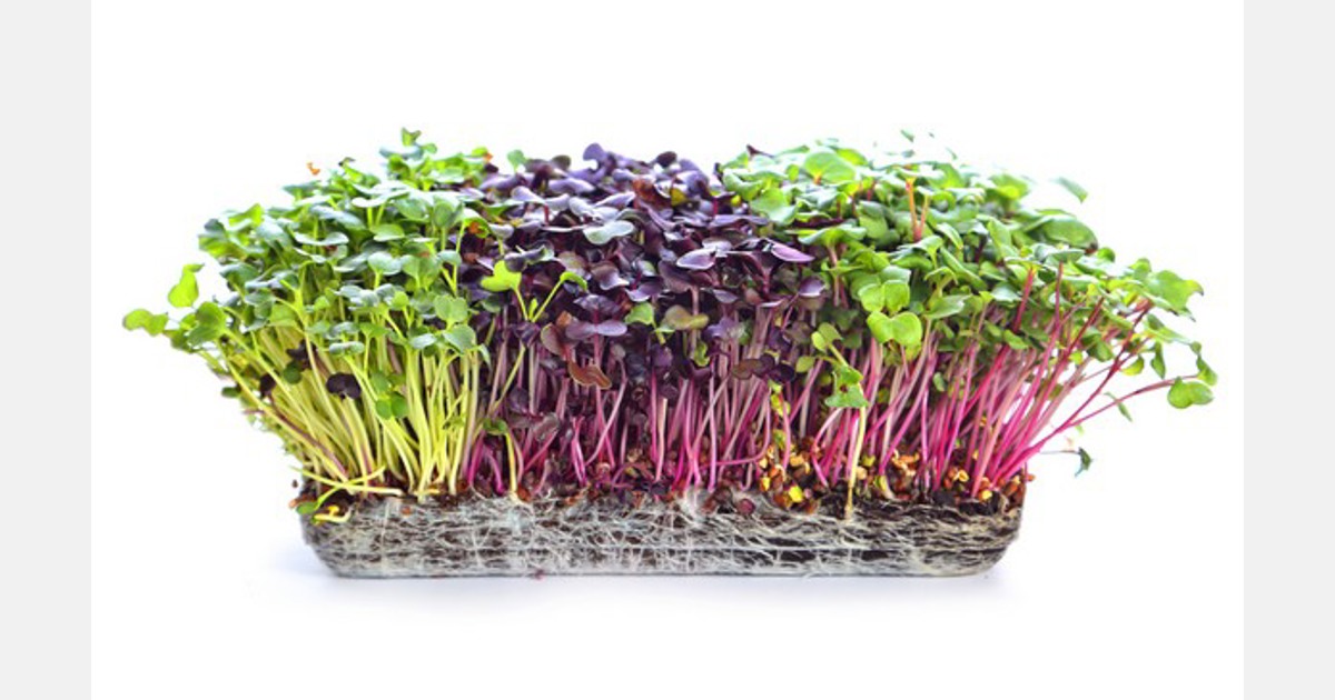 As part of Grow, Harvest & Feast we invite you to experiment growing microgreens and hydroponic planters using recycled containers.