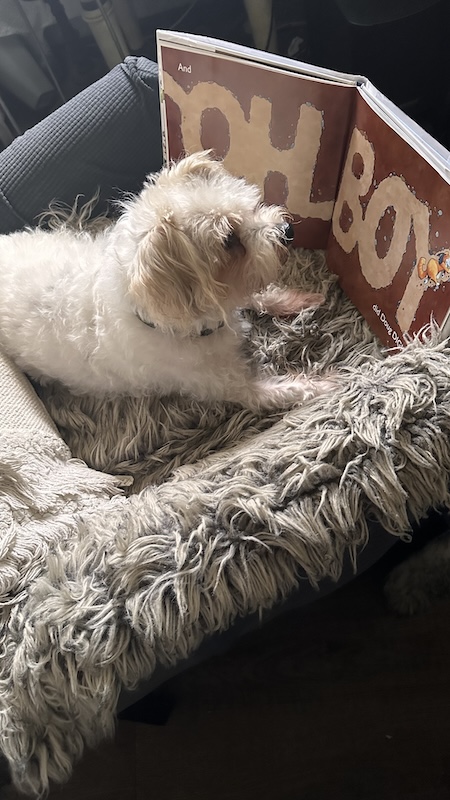 A small, white dog is sitting in a dog bed with a picture book open in front of it. The pages of the book say "OH BOY."