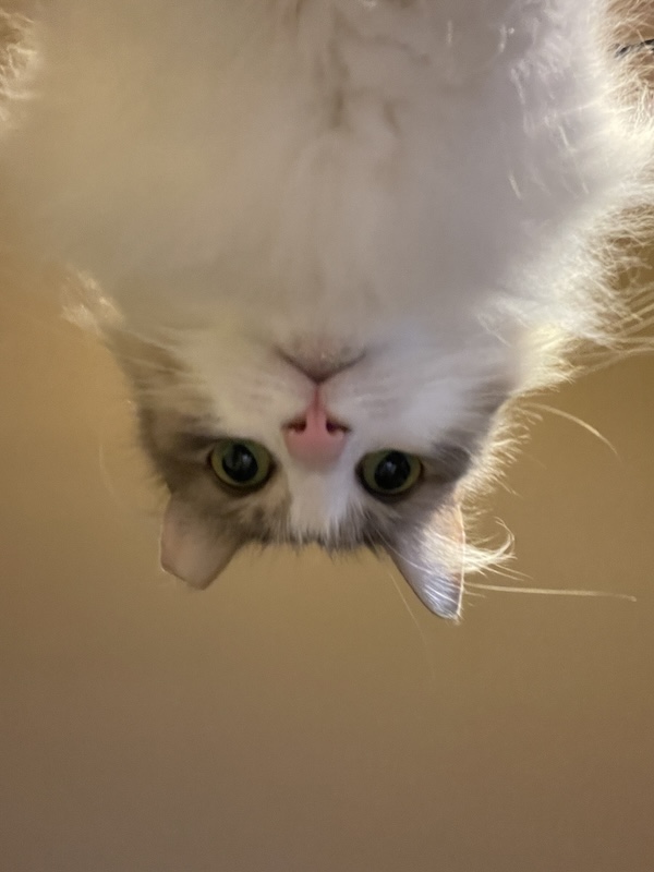 A cat stares down at the camera, making it look like he is standing over the viewer of the photo.