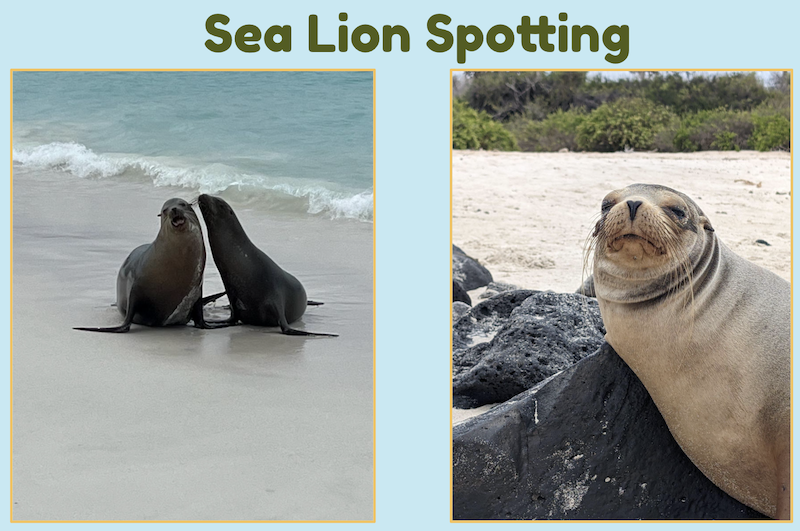Sea lions on the Galapagos Islands.