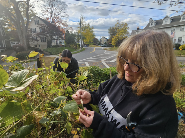 Staff tending to the garden outside Crestwood Library.