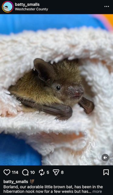 A brown bat wrapped in a blanket.