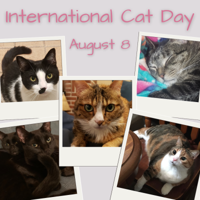 International Cat Day is August 8. Photos of cats from YPL patrons.