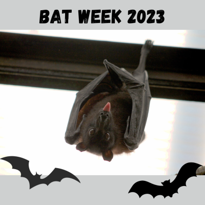 A picture of a bat hanging upside down. Bat Week 2023.