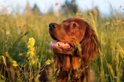 Brown dog in a meadow of yellow flowers