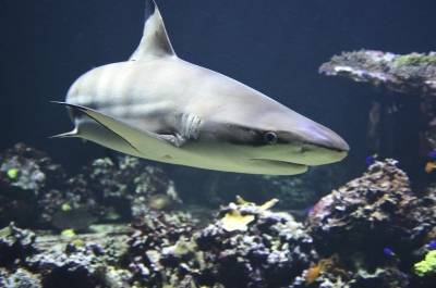 A black tip shark swimming in the sea.
