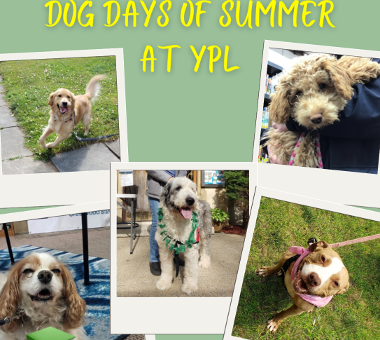 Dog Days of Summer at YPL. Photos of different dogs who visit the Crestwood Branch.