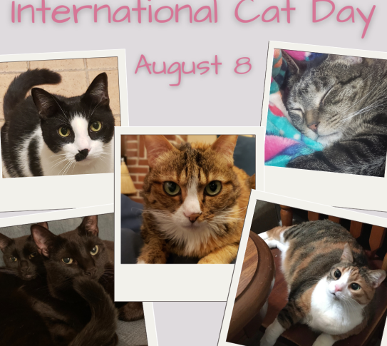 International Cat Day is August 8. Photos of cats from YPL patrons.