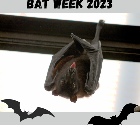 A picture of a bat hanging upside down. Bat Week 2023.