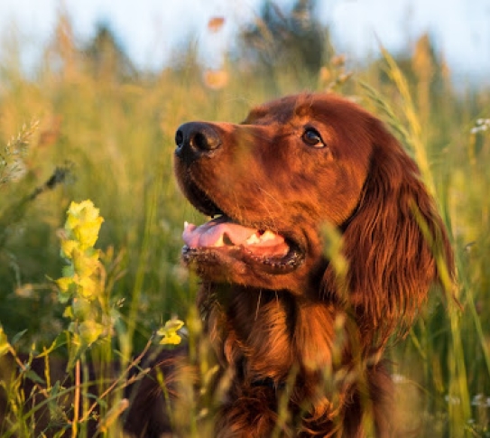 Brown dog in a meadow of yellow flowers
