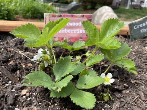 Image of a Strawberry Plant