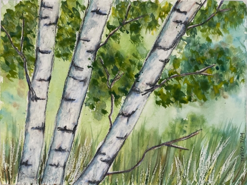 spring birch trees