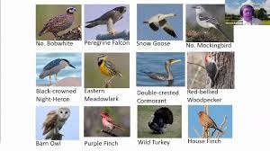 image of birds found in Westchester County