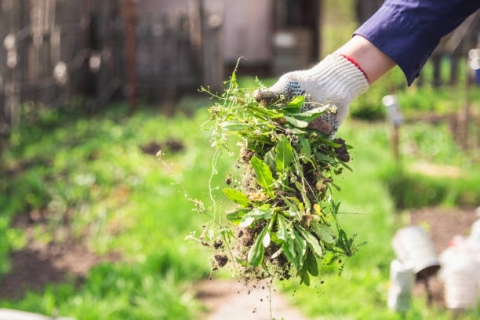 Image of a garden with a hand with weeds
