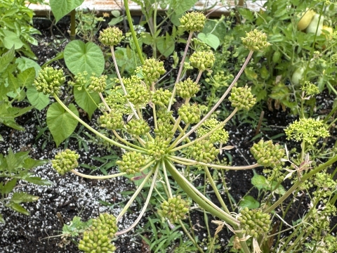 Image of Parsley flower