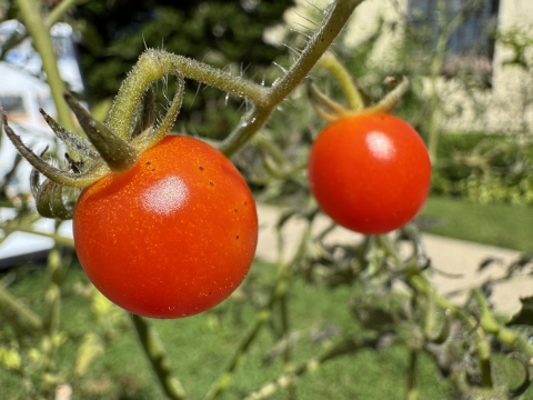 Image of Cherry Tomatoes