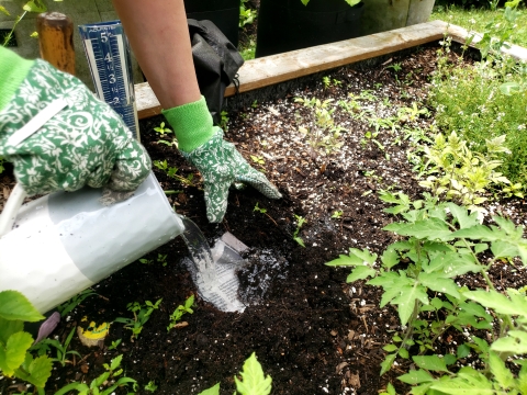 Image of planting worms in the garden