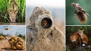 Image of animals in the wild