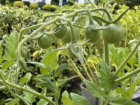 Image of Green Cherry Tomatoes