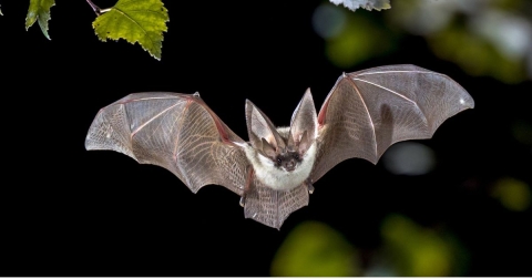 bat in flight under a tree branch