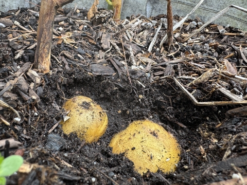 Image of potatoes in the soil