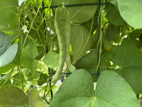 Image of flat beans in the garden