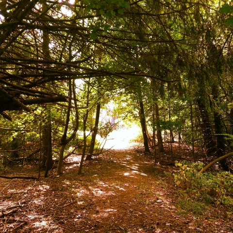 photo of trees in Lenoir Preserve