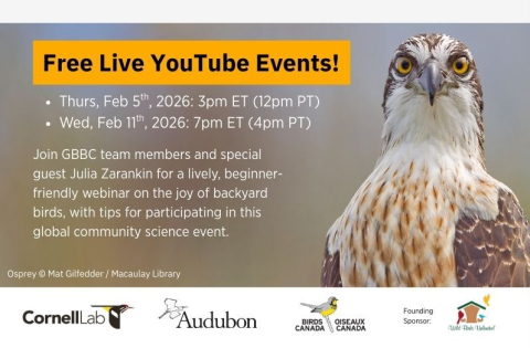 photo of a bird with text describing the Great Bird Count