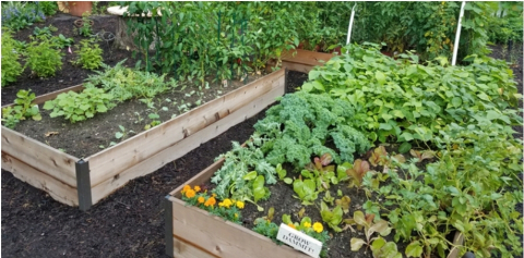 photo of two planter boxes with plants growing out of them