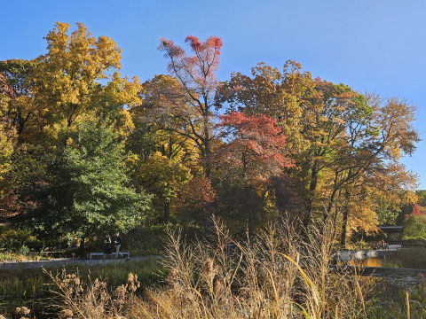 image of trees in the fall