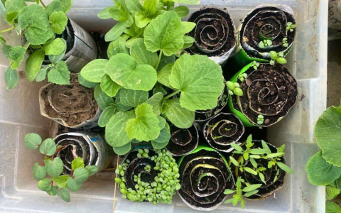 Get your Garden Rollin'!