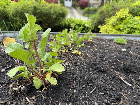 Image of plants in raised bed
