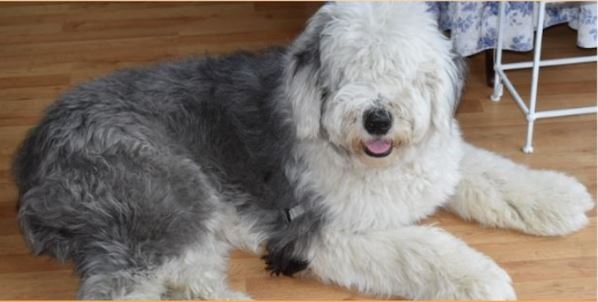 a sheep dog lying down
