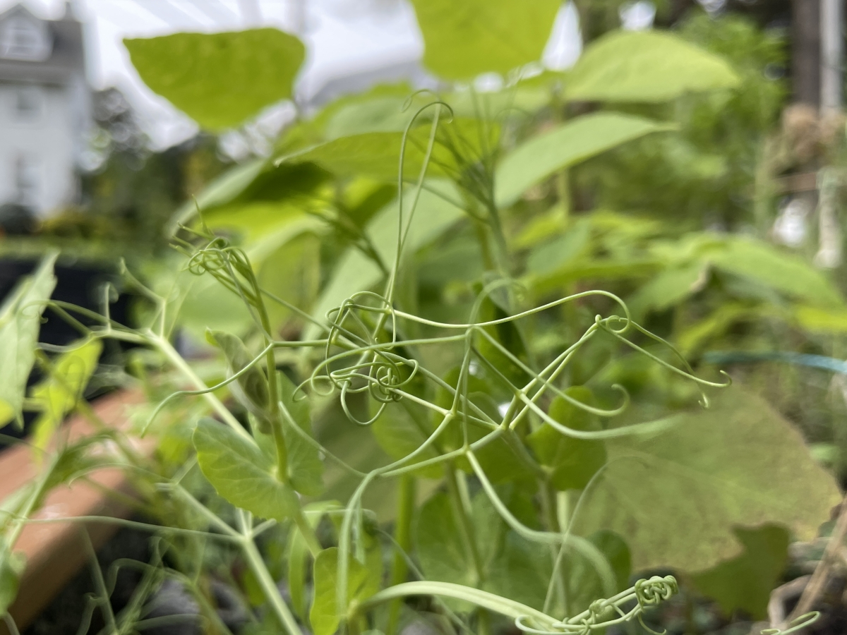 Image of cover crop "Hayden Oats"