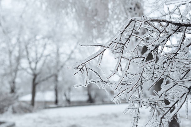 Image of snow and ice covered trees