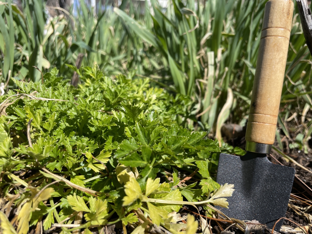 Image of Garden Trowel in the Garden