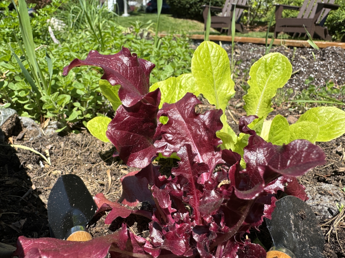 Image of Crestwood Raised Bed