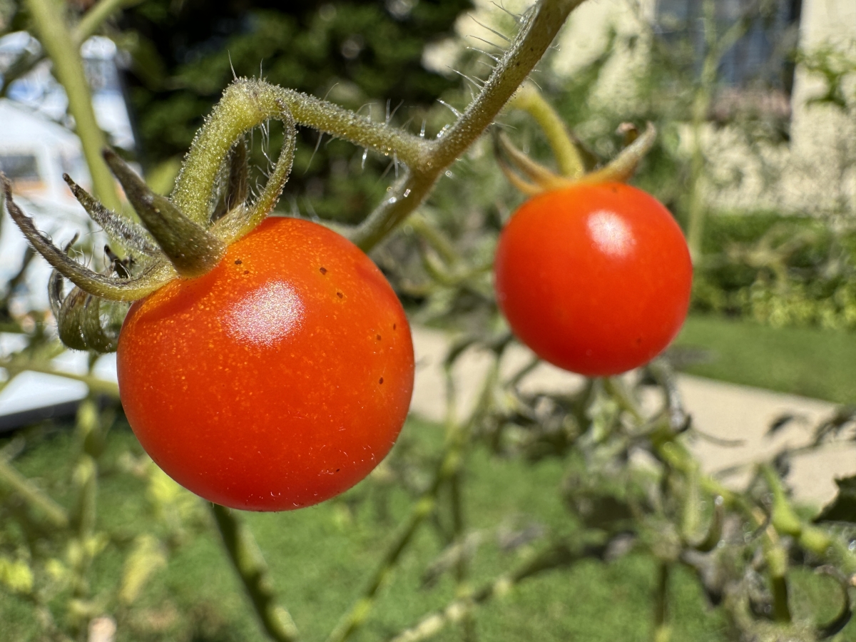 Image of Cherry Tomatoes