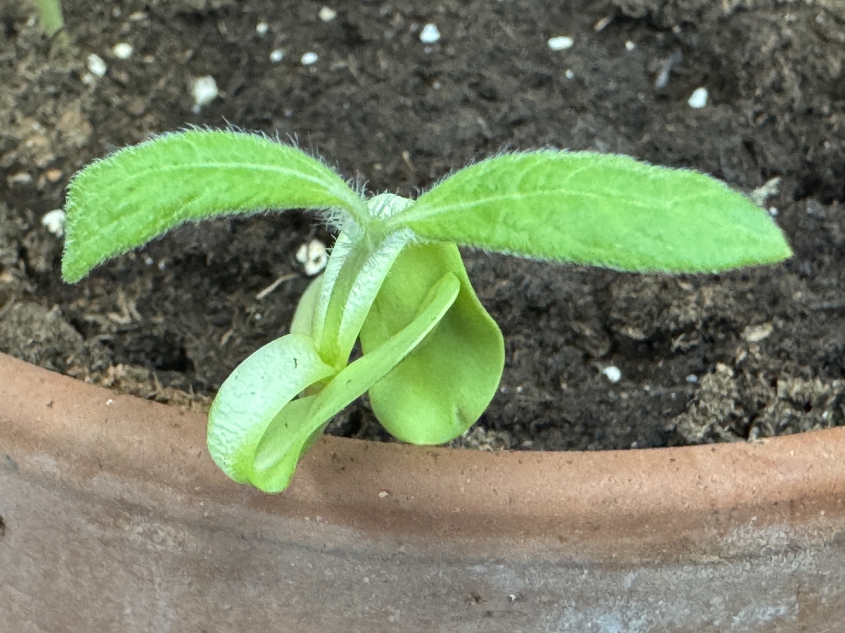 Image of a Seedling
