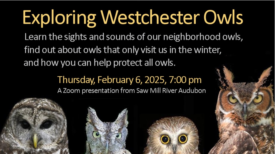 image of exploring westchester owls