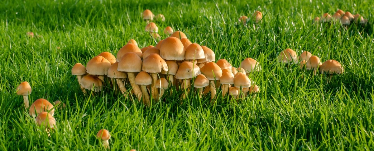 backyard mushrooms in the grass 