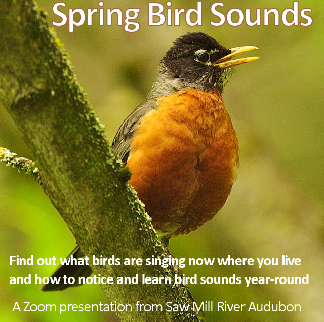 robin in a tree branch with Spring Bird Sounds words on top of the photo