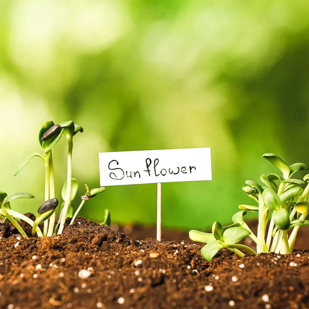 sunflower seedlings growing in the garden